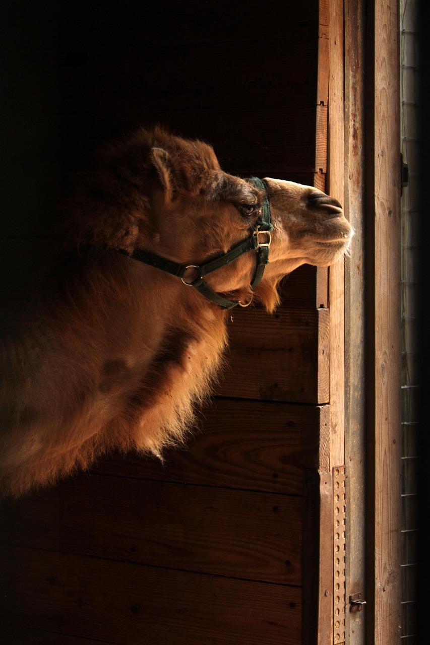 camel, mammal, nature, animal, desert, hump, fur, dromedary, portrait